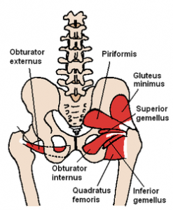 250px-Posterior_Hip_Muscles_1.PNG