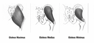 Three different muscles make up the Gluteal group.