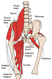Anterior Hip Muscles 2