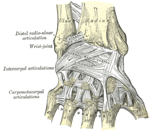 Bones of the Wrist