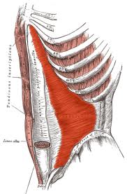 gray's transversus abdominis_images-2