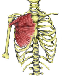 Pectoralis major