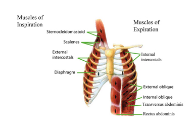 muscles