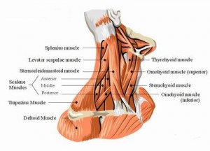 Muscles_of_the_Neck