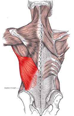 250px-Latissimus_dorsi_