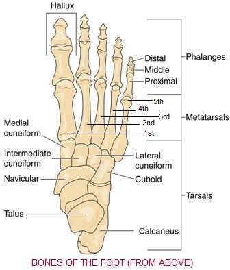 foot_bones_dorsal3