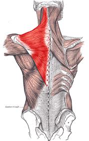 An overzealous trapezius can lead to chronic pain and tightness.