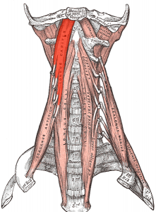 Longus Capitis Neck Pain