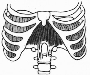 diaphragm