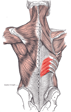 Serratus_posterior