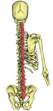 multifidus170
