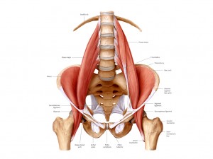 The psoas runs from the 12th rib to the inside of the femur.