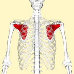 Subscapularis_muscle_frontal