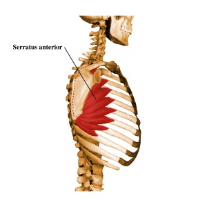 serratus-side-view
