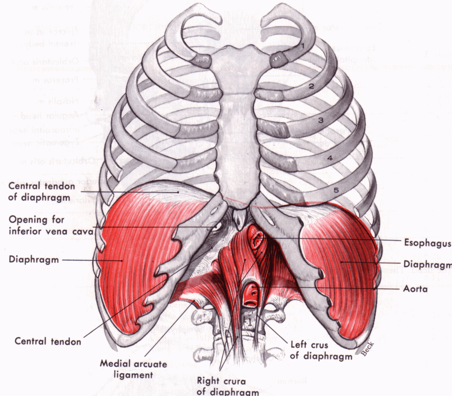 Diaphragm