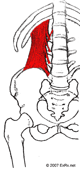 QuadratusLumborum