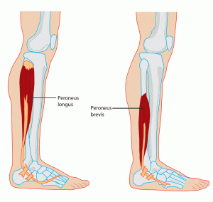 peroneal-anatomy-300x284