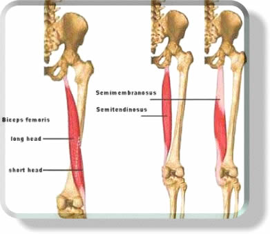hamstrings-anatomy