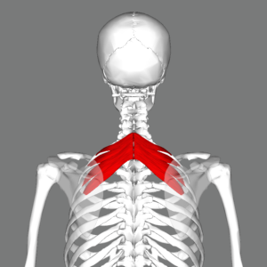 Serratus_posterior_superior_muscle_back2