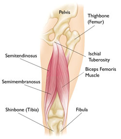 Hamstring-Diagram