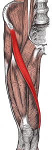 Sartorius_muscle