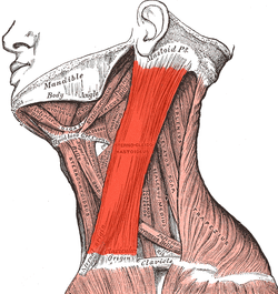 250px-Sternocleidomastoideus