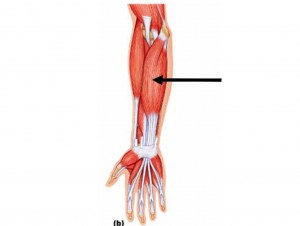 FlexorDigitorumSuperficialis