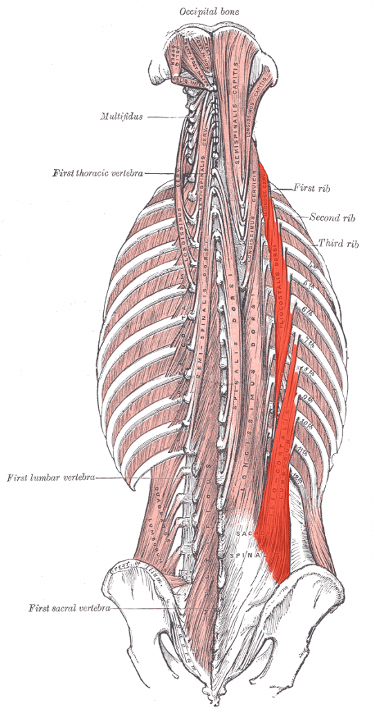 Iliostalis