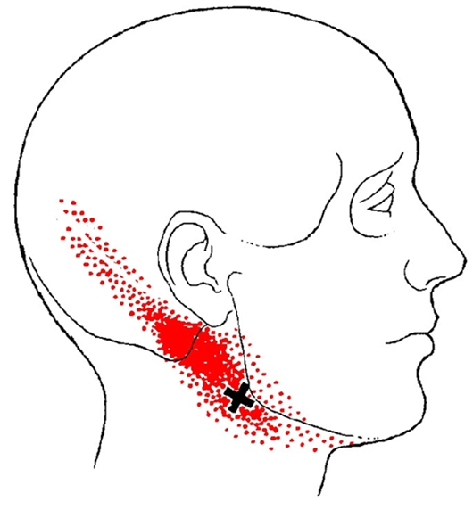 posterior-digastric-trp