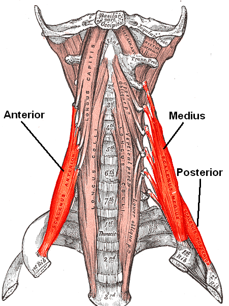 Poor posture can stress out your scalenes.