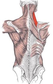 The levator scapula, aka the "please massage me here" muscle.