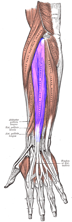 Too much extension of your extensor digitorum can lead to trigger points and muscle pain.