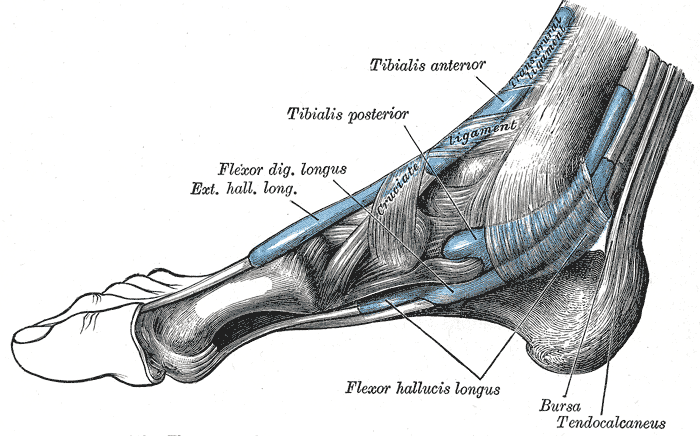 If the FDL is constantly working to keep your flip flop on your foot, it can get irritated quickly.