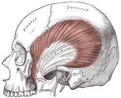 The temporalis is one of the major muscles of mastication, as well as a potential source of headaches.