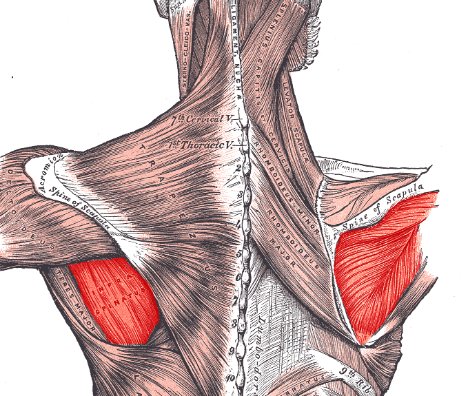 infraspinatus
