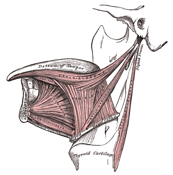 The muscles of the tongue share a fascial connection with
