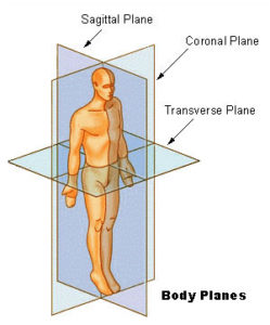 planes of the body BodyPlanes