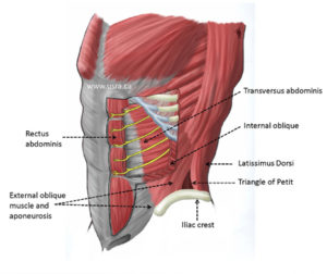 core muscles