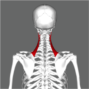 The levator scapula contributes to neck tension