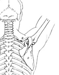 Upward rotation of the scapula.