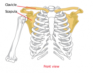 shoulder bones