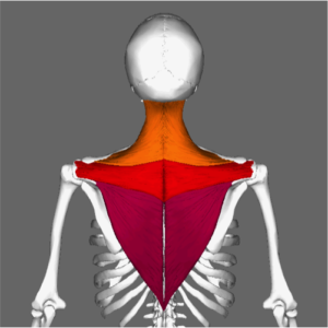 The multiple fiber directions of the trapezius allow it different lines of pulls on the scapula and shoulders.