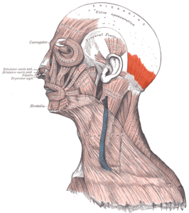 The occipitalis, shown in red, helps articulate facial expressions.