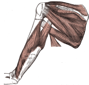 Rotator Cuff fig 1