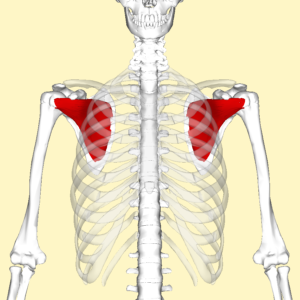 Rotator Cuff Fig 2