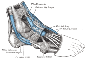 The extensor digitorum longus extends the toes and dorsiflexes the ankle.