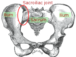 The sacroiliac joint is where the sacrum and ilium bones meet.
