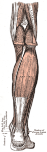 The soleus is a muscle on the back of the lower leg that assists in ankle plantarflexion.