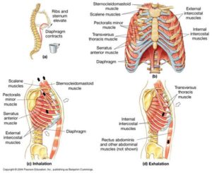 breath cycle