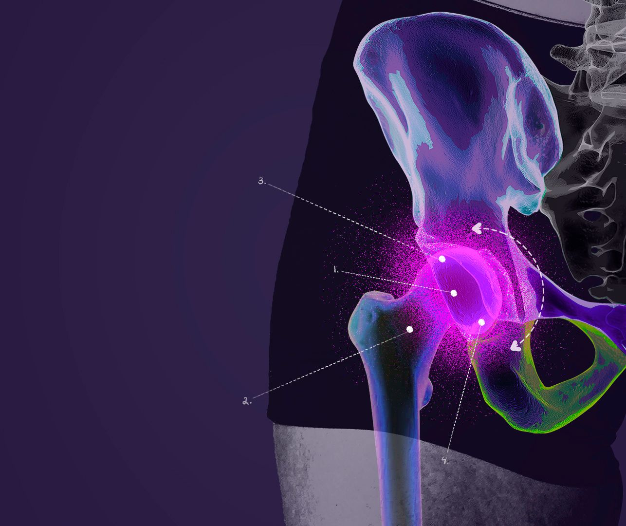 The hip is one of the most important joints in the human body— a source of stability and mobility when it’s healthy and functional; pain and stiffness when it’s not. Despite its central role in our ability to move through the world confidently and safely, it remains one of the most misunderstood anatomical structures. 